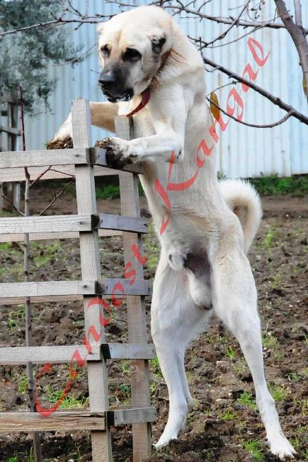 Candost Kangal Kangal Karabas Ve Akbas Turk Coban Kopekleri Tanitim Ve Sahiplendirme Sitesi